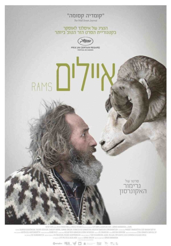 איילים | Rams